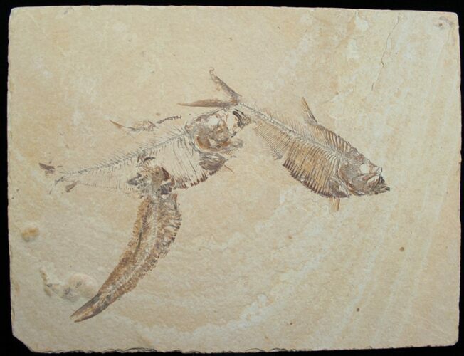 Diplomystus Fossil Fish Plate - Wyoming #5496
